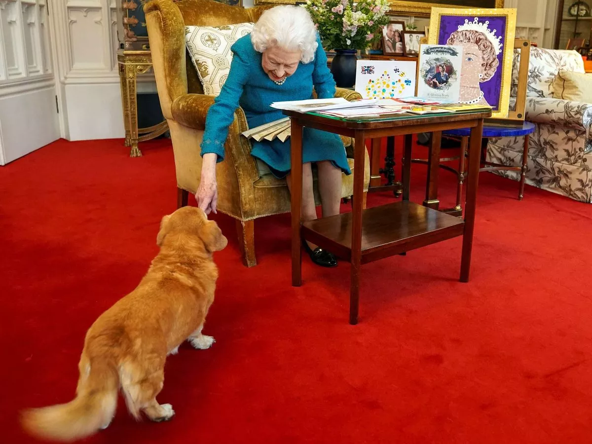 Queen Elizabeth's corgis at risk as Andrew issued urgent warning over 'killer'