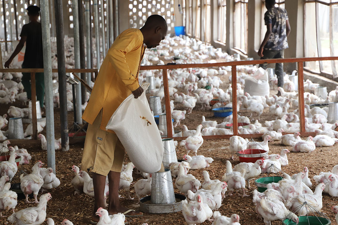 Taraba Imposes Ban On Movement Of Live Birds Amid Bird Flu Outbreak