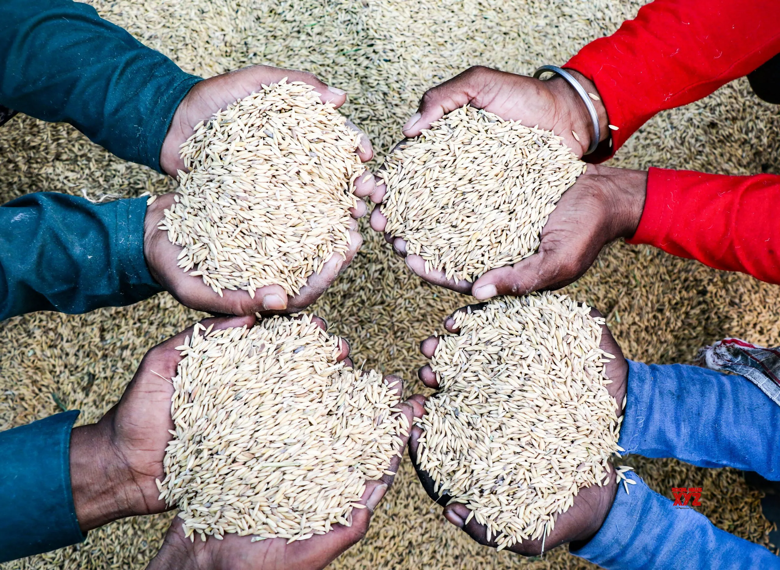 Jammu: Labourers Work on Harvested Paddy #Gallery