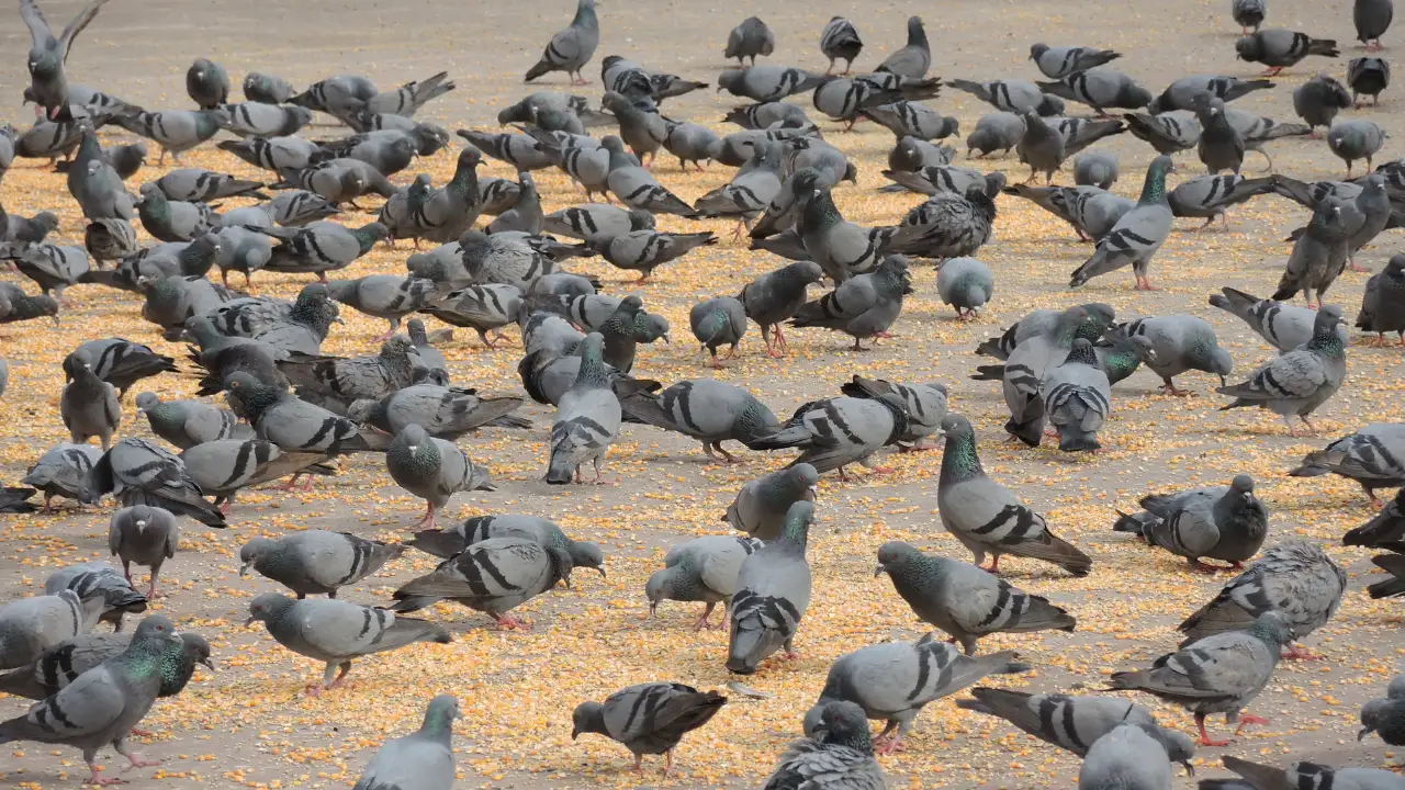 Mumbai BMC Allows ‘Controlled Feeding’ of Pigeons for Just 2 Hours Daily - Check 4 Selected Spots