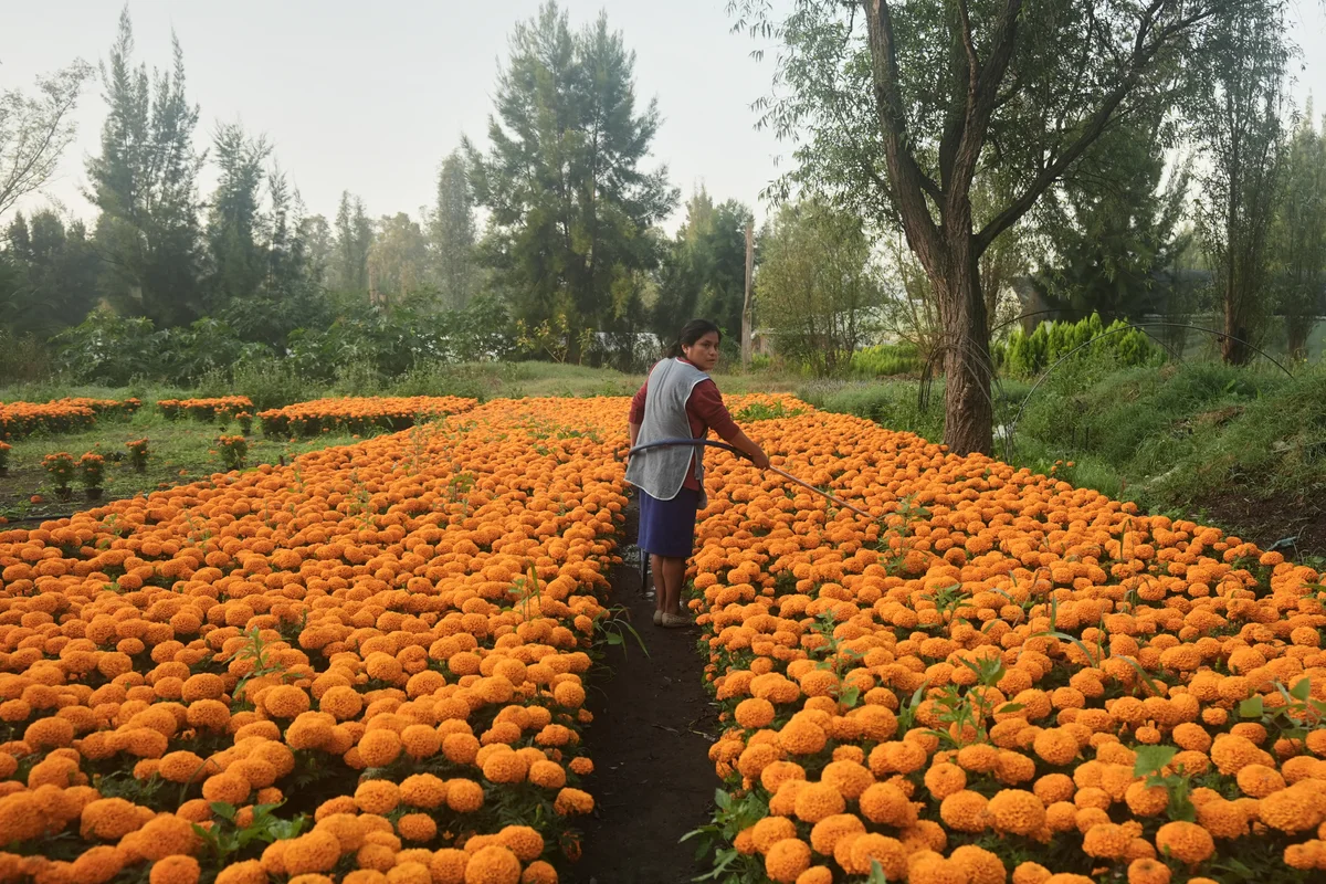 Why you might see fewer Mexican marigolds on Day of the Dead this year as flowers face new threat