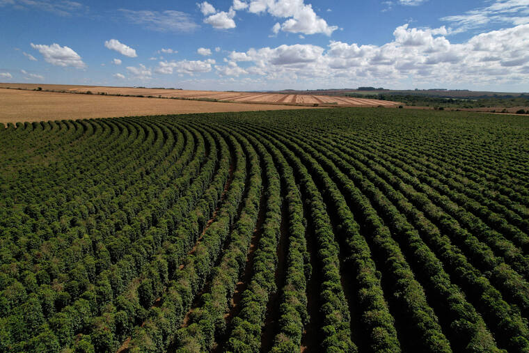 U.S. coffee prices surge as roasters burn through stocks in tariff limbo