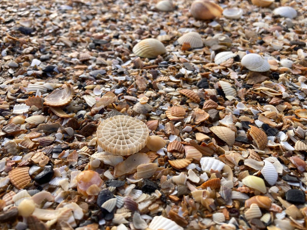 Locals say 'fine Welsh Water' as plastic pollution appears on Gower beaches