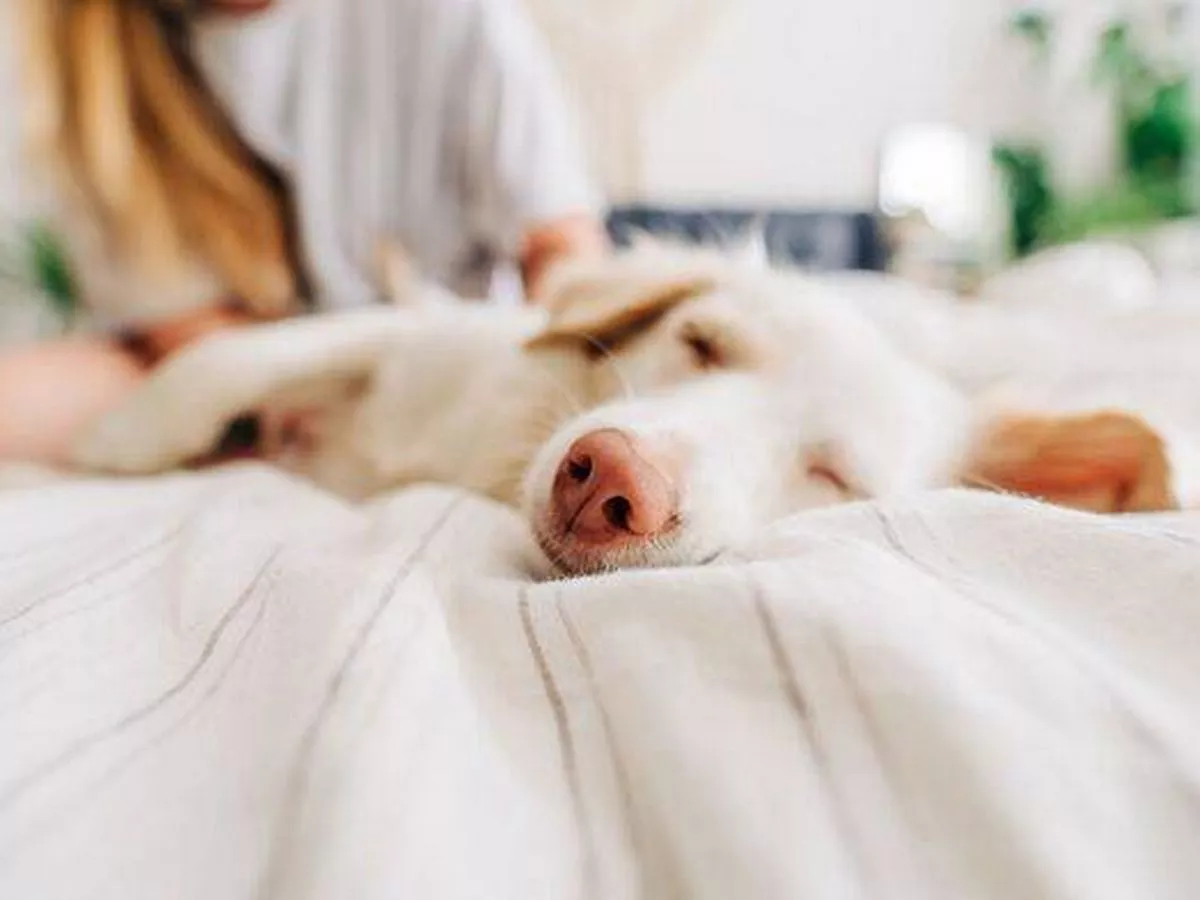 Vet weighs in on whether you should let your cat or dog sleep in bed with you