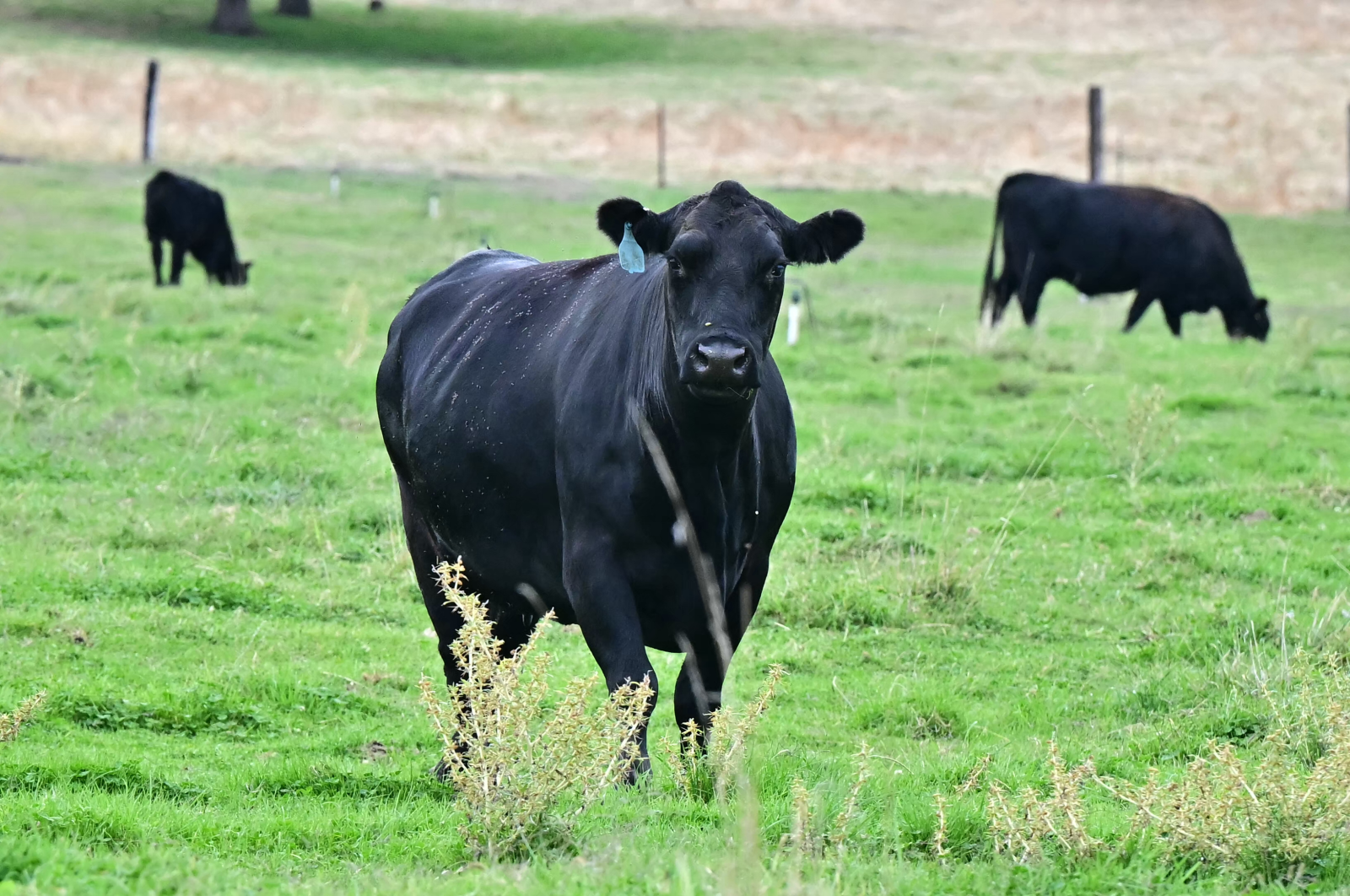 Republican Rebellion Over Trump’s Argentina Beef Imports Grows