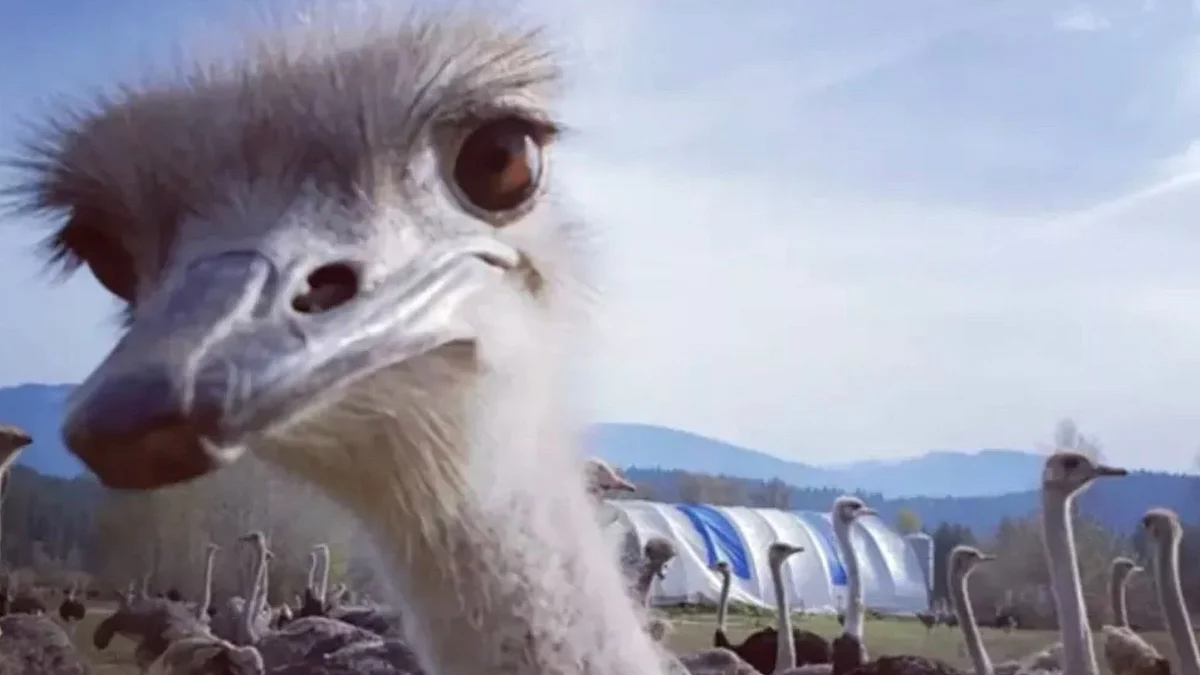 Supreme Court to decide whether to hear BC ostrich farm appeal Thursday