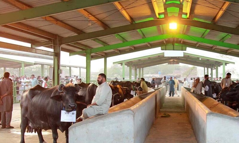 Dairy, poultry and fish farming projects: Moot reviews possibilities under PPP