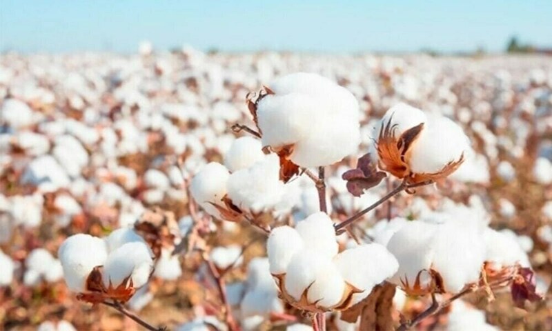 Weekly Cotton Review: Markets remain stable amid favourable business environment