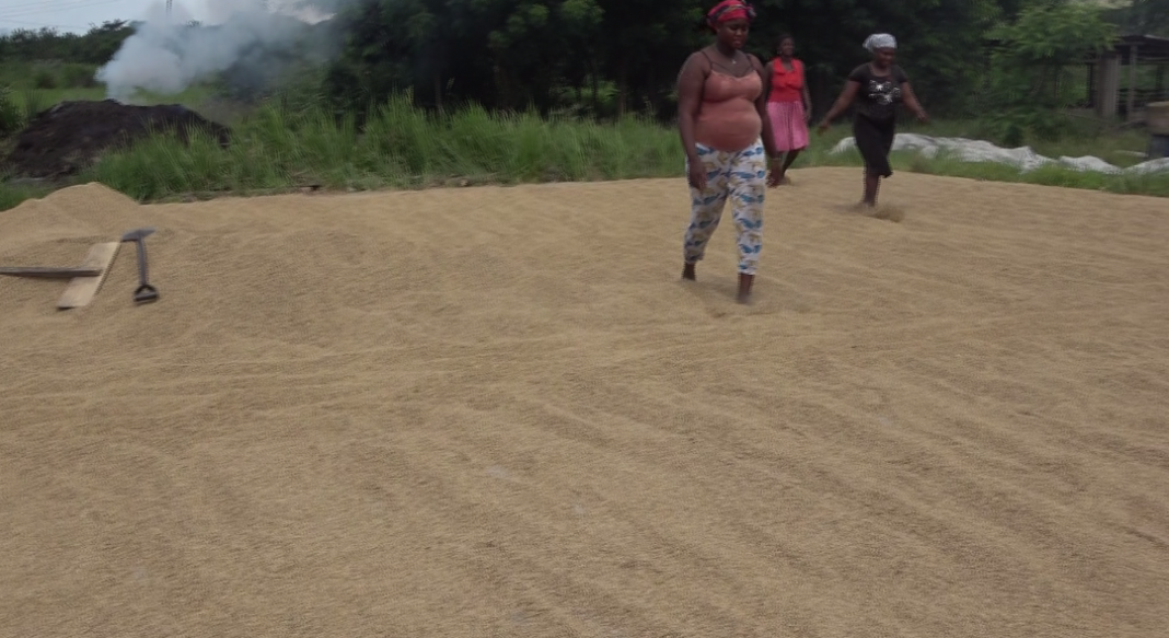 Somanya rice farmers struggle to find market for local produce