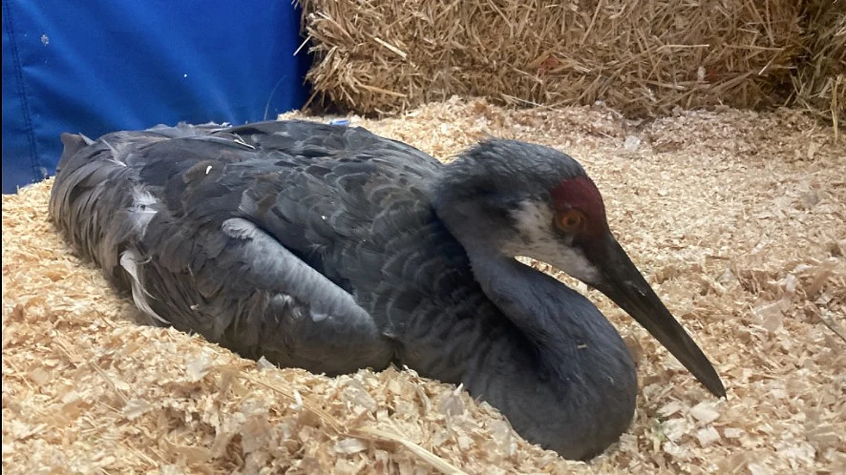 Calgary sandhill crane survives deadly illness thanks to heroic veterinary team
