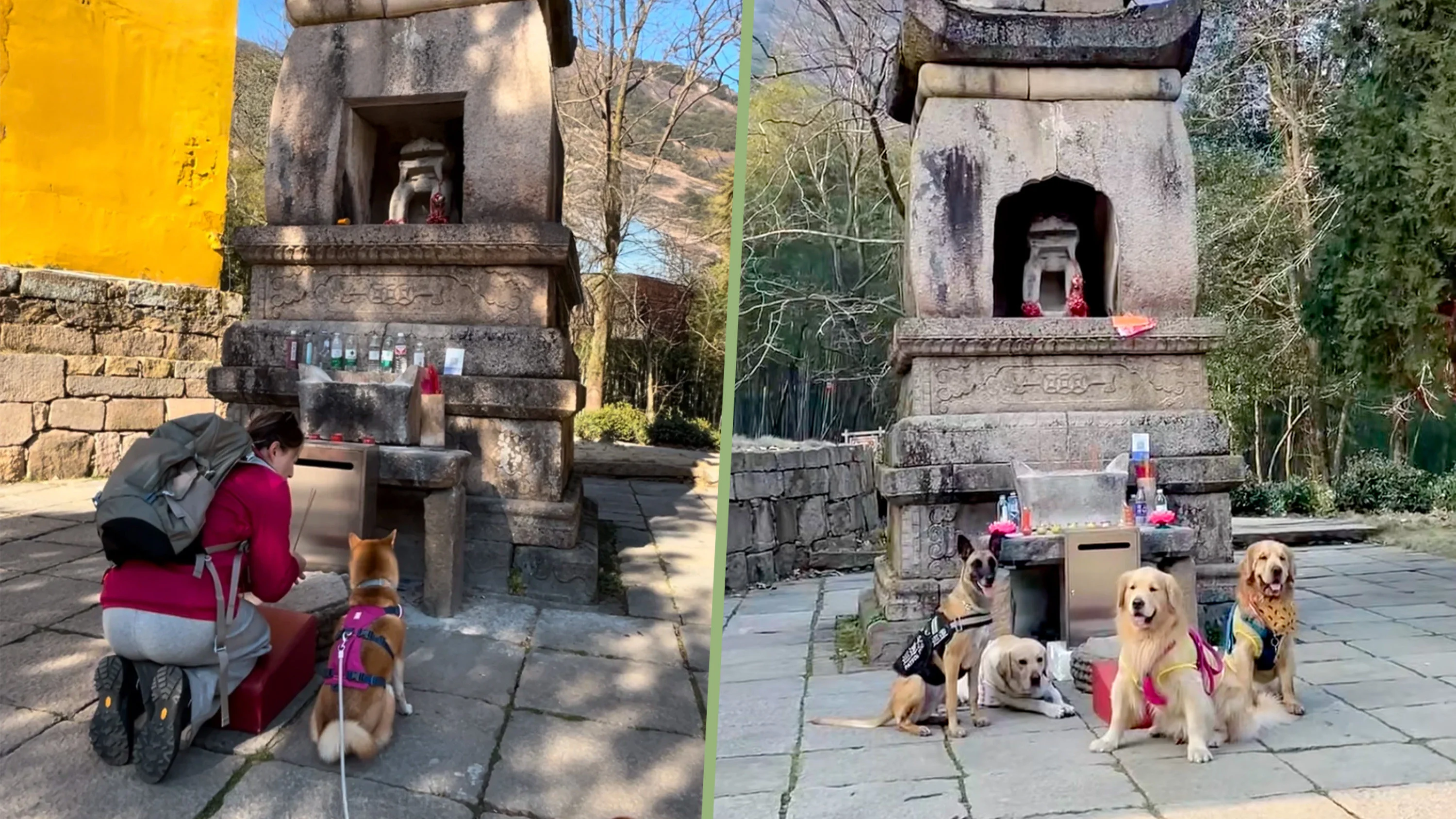 China pet owners honour Dog God, offer food, bless by placing leashes in incense ashes