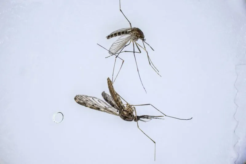 West Nile reported in Hays County mosquito trap