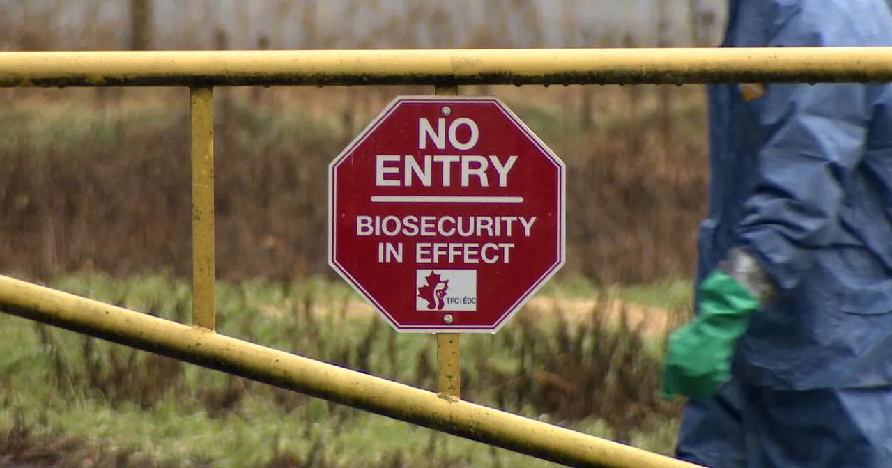 Avian flu strikes farms in B.C.'s Fraser Valley, with 7 outbreaks this month