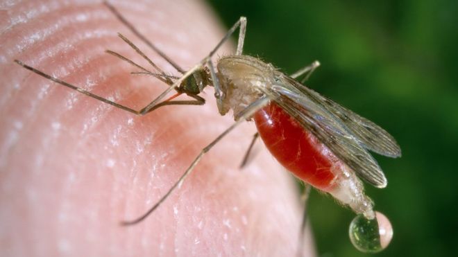 Class IV girl dies of malaria