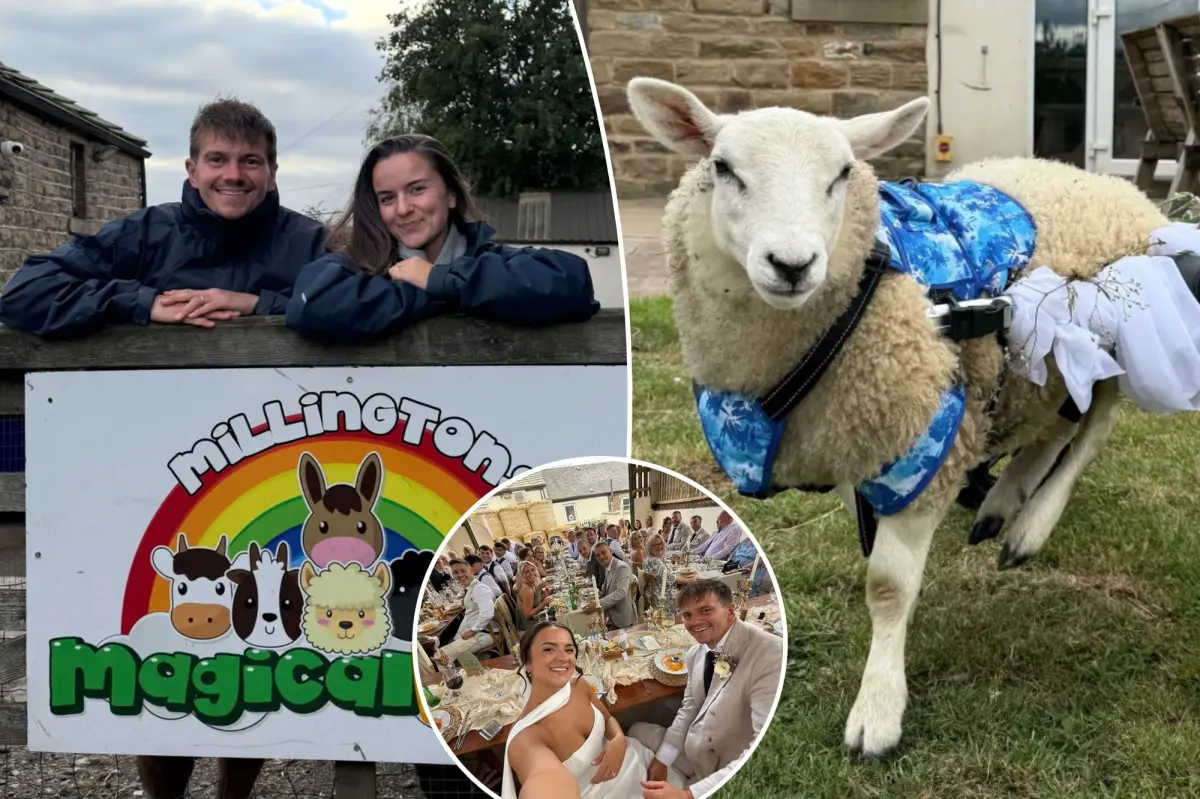 Couple gets married at animal sanctuary — with disabled sheep as ring bearer