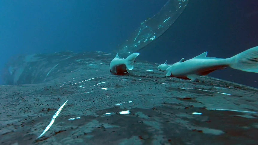 How hitchhiking 'suckerfish' reveal humpback whales' 'web of life'