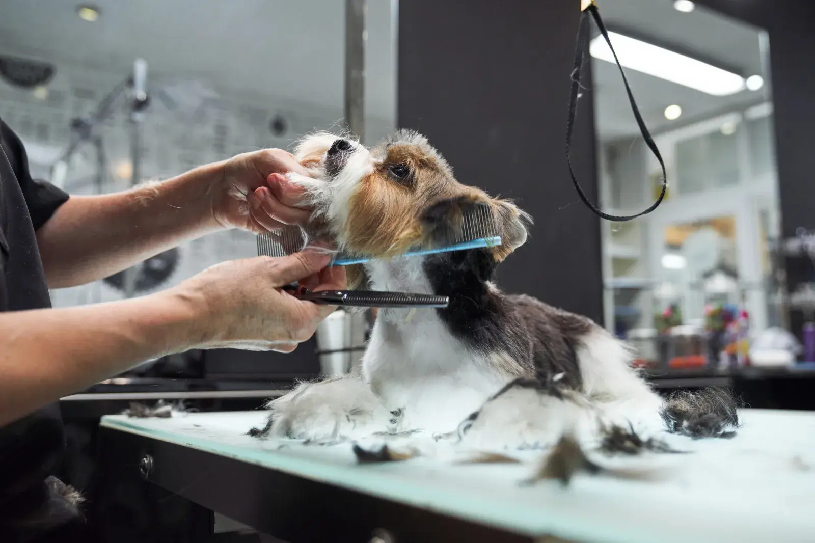 Owner Told To Shave Dog for Vet—No One Can Cope With the Result