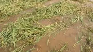 Cylcone Montha Fills 5 Major Reservoirs In Prakasam