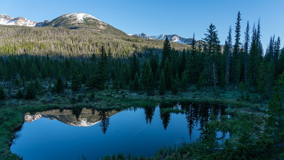 Unlikely culprits have rocked Colorado ecosystem and caused beloved animal's population collapse