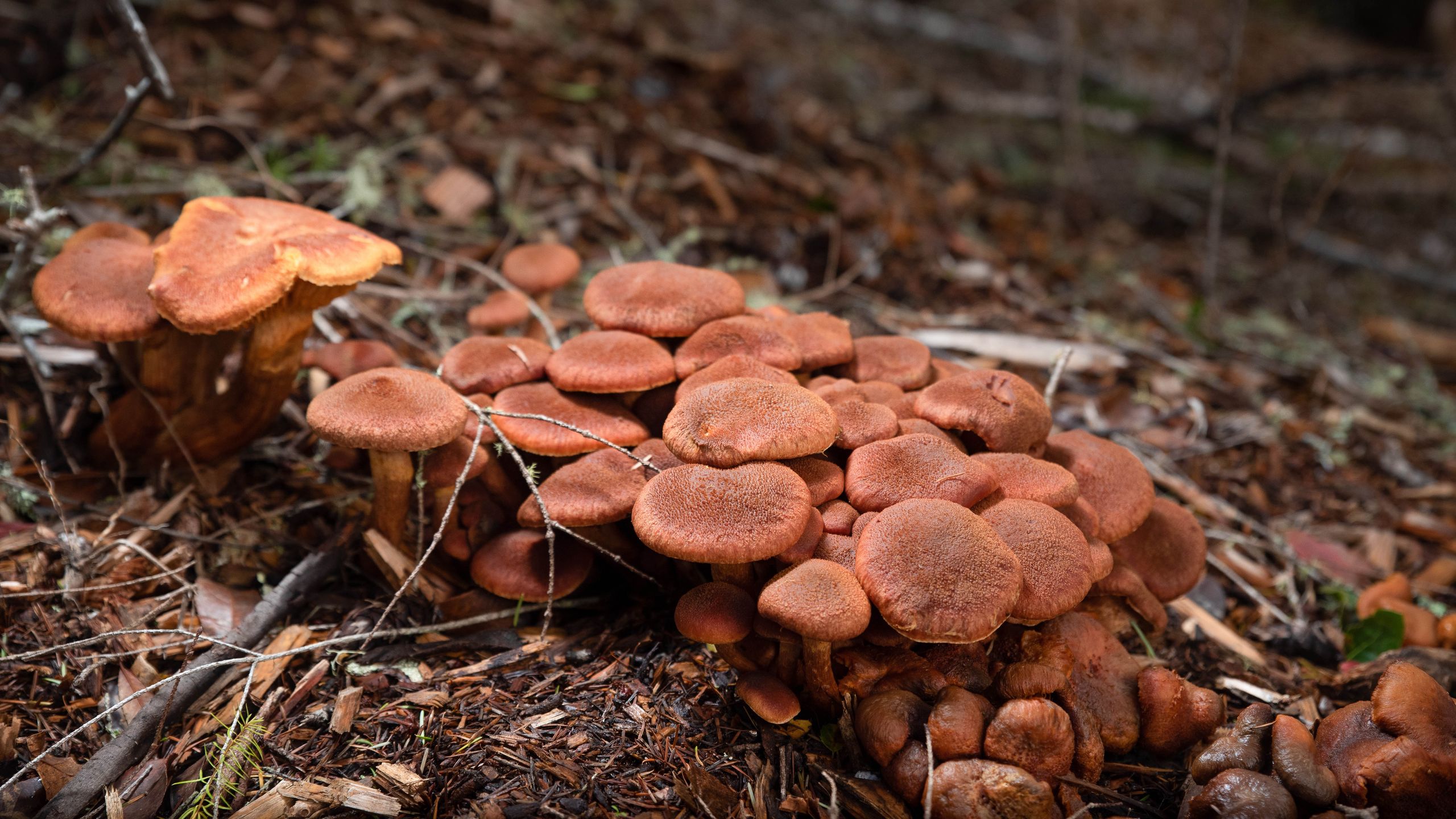 Gardeners warned to look out for mushrooms in their lawn - here's what to do