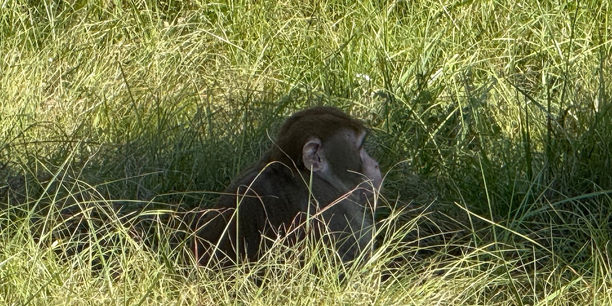 ‘What any other mother would do’: Woman kills escaped monkey fearing for her children’s safety