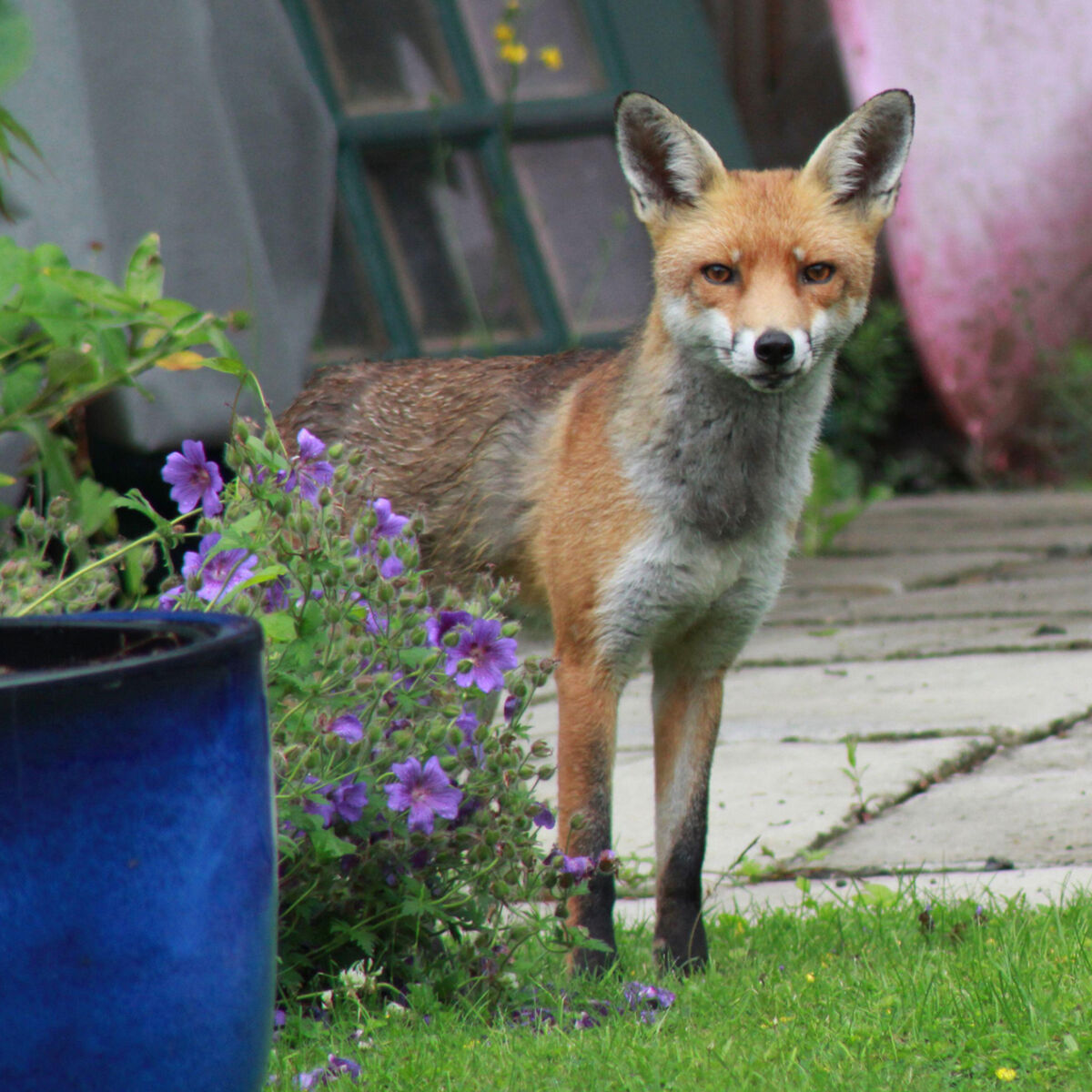 Fox hunting: Predator control or outdated blood sport?