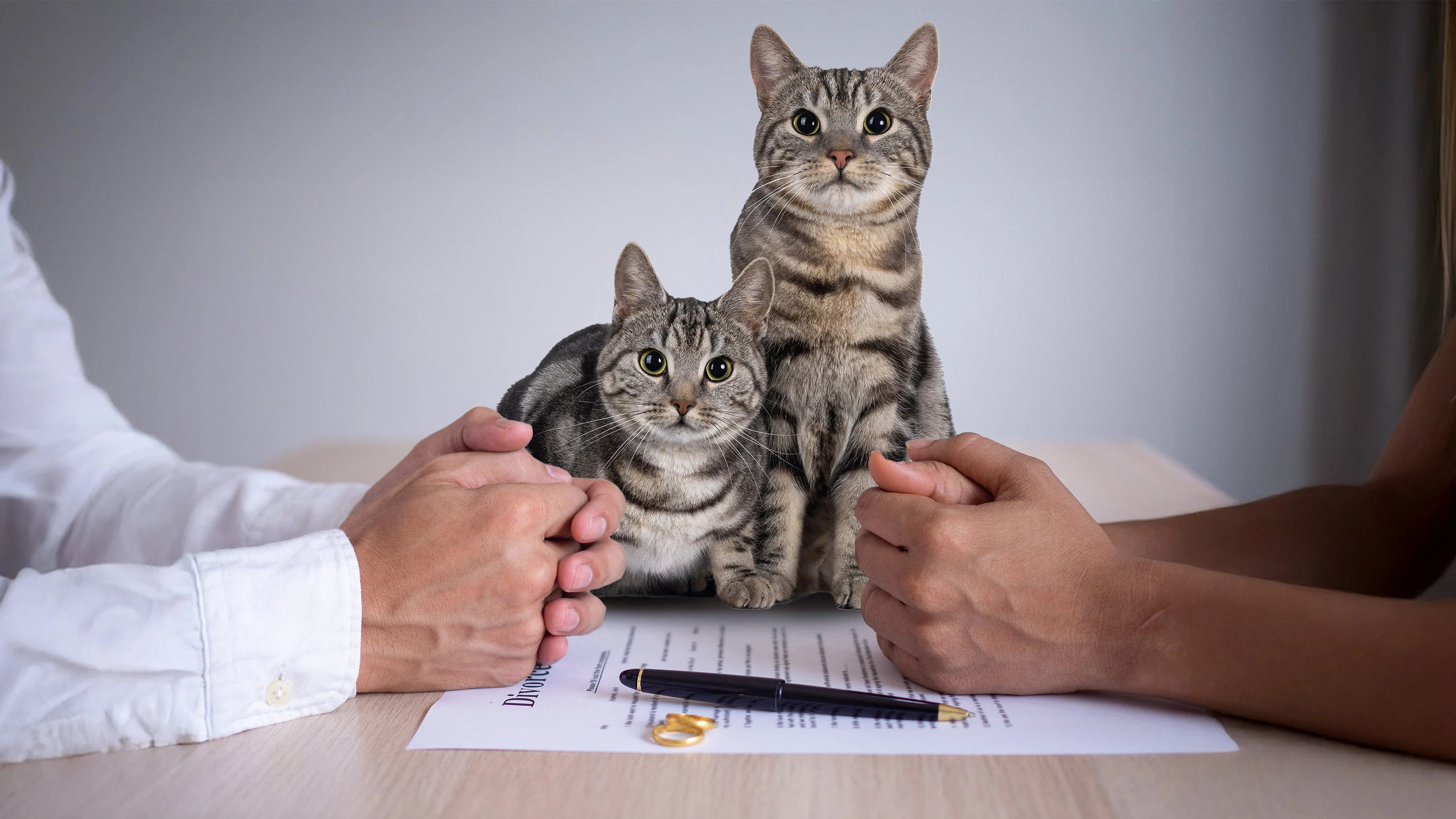 Turkish man pays US$240 in ‘cat support’ to ex-wife, highlights new divorce trend