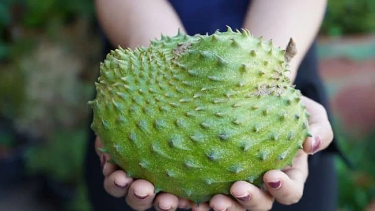 Health Tips : महिलाओं की सेहत के लिए बेस्ट है हनुमान फल, जानिए इसके छिपे हुए गुण