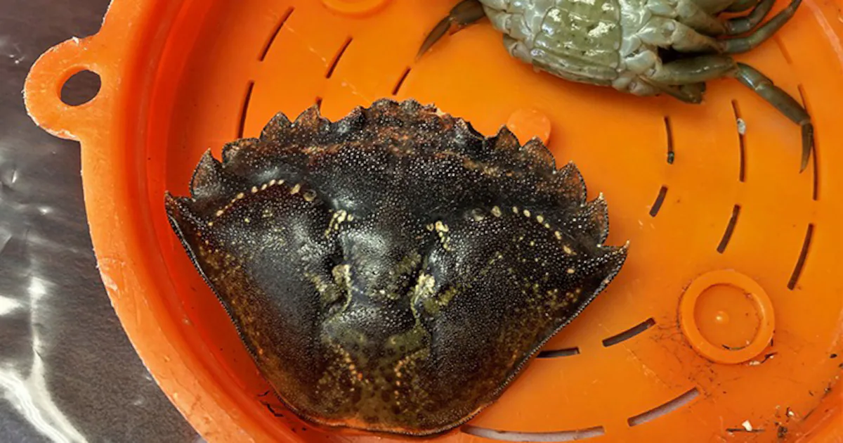 ‘Explosion’ of invasive European green crabs reported in Southeast Alaska