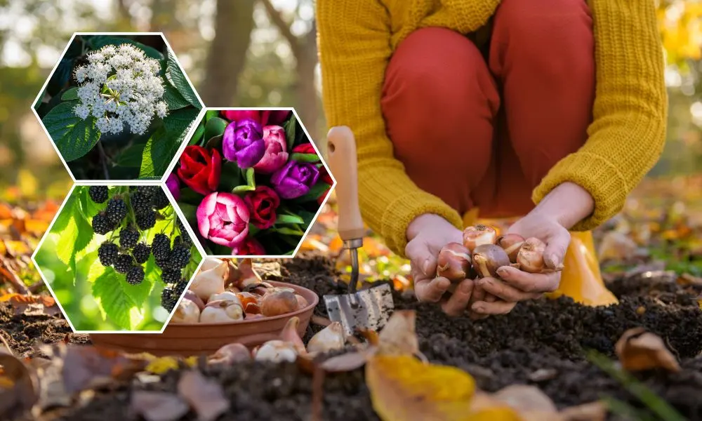 Winter blooms and 'soft fruit': Three things experts say you can plant in your garden this November