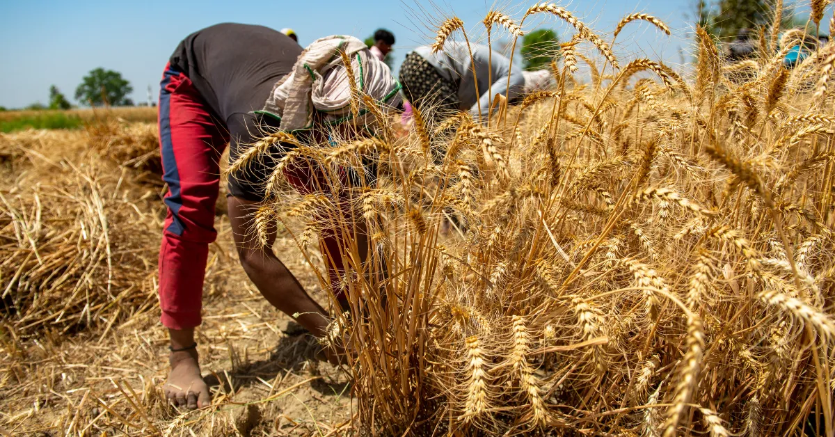 Where Wheat Begins: How Farmers Bring the Rabi Season to Life in Indian Villages