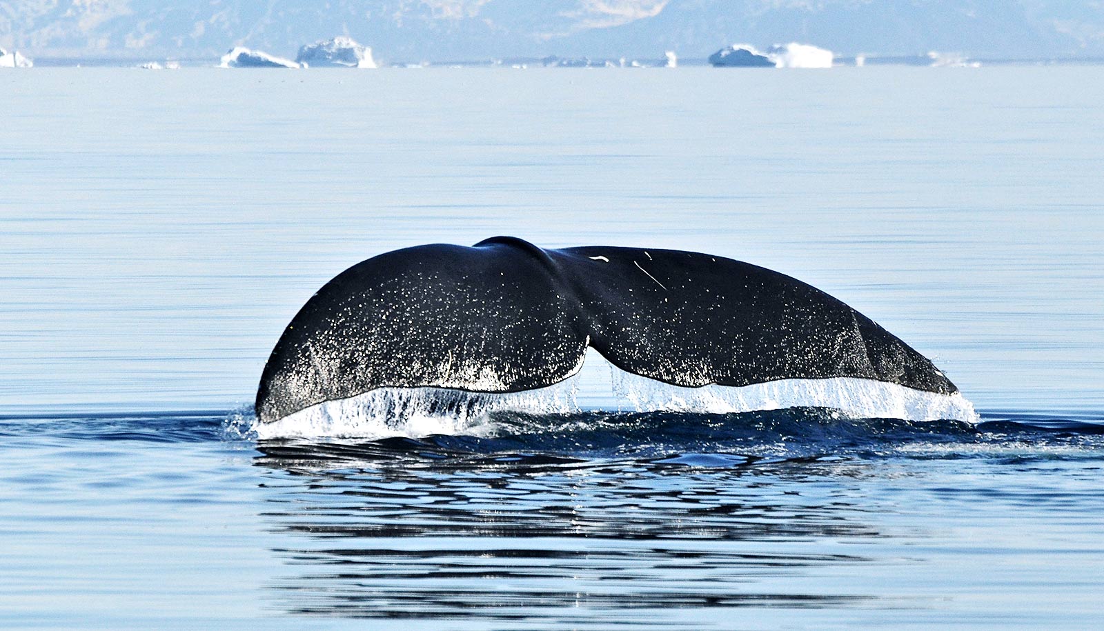 Can the secret behind these whales' long lives extend human lives?