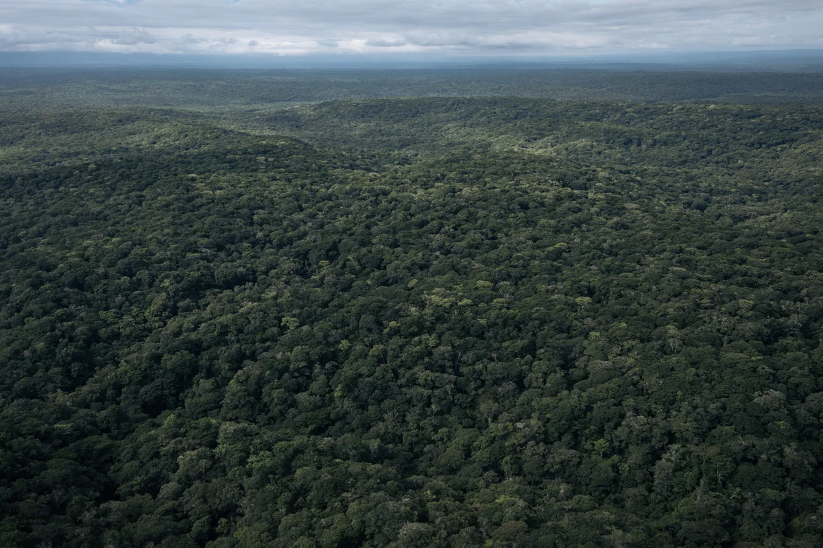Away from Brazil’s ‘forest’ Cop30 – the fate of the Congo Rainforest hangs in the balance