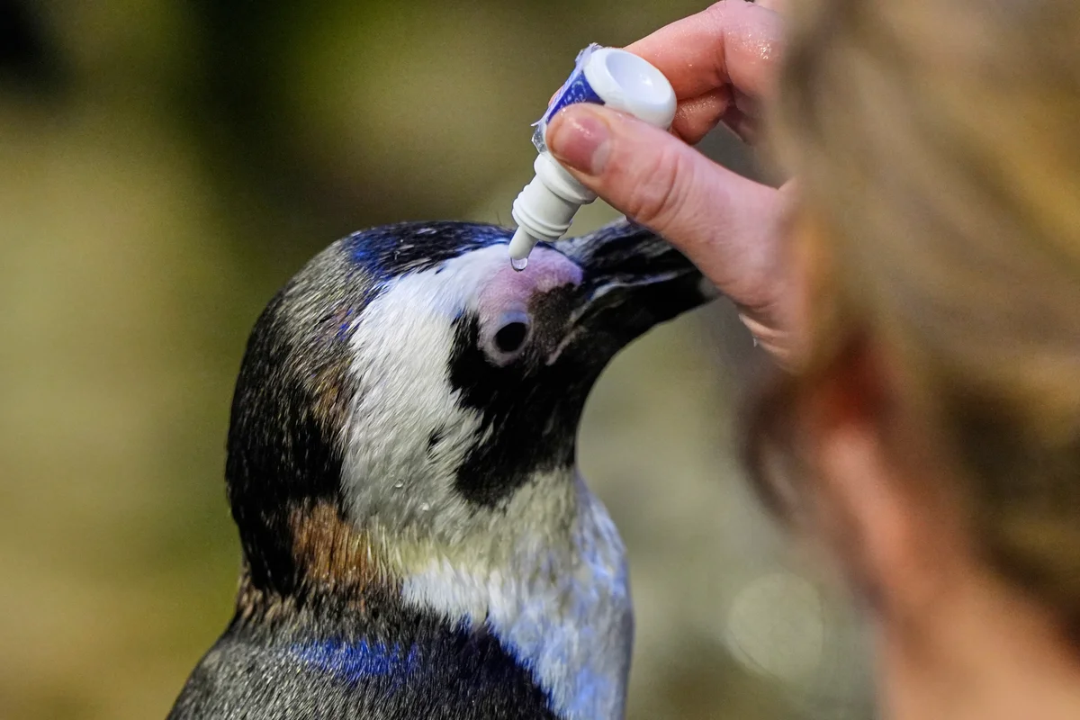 Penguins sent to live on ‘geriatric island’ as zoos and aquariums grapple with growing problem