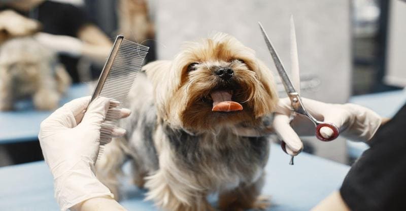 5 Benefits of Professional Pet Grooming Services