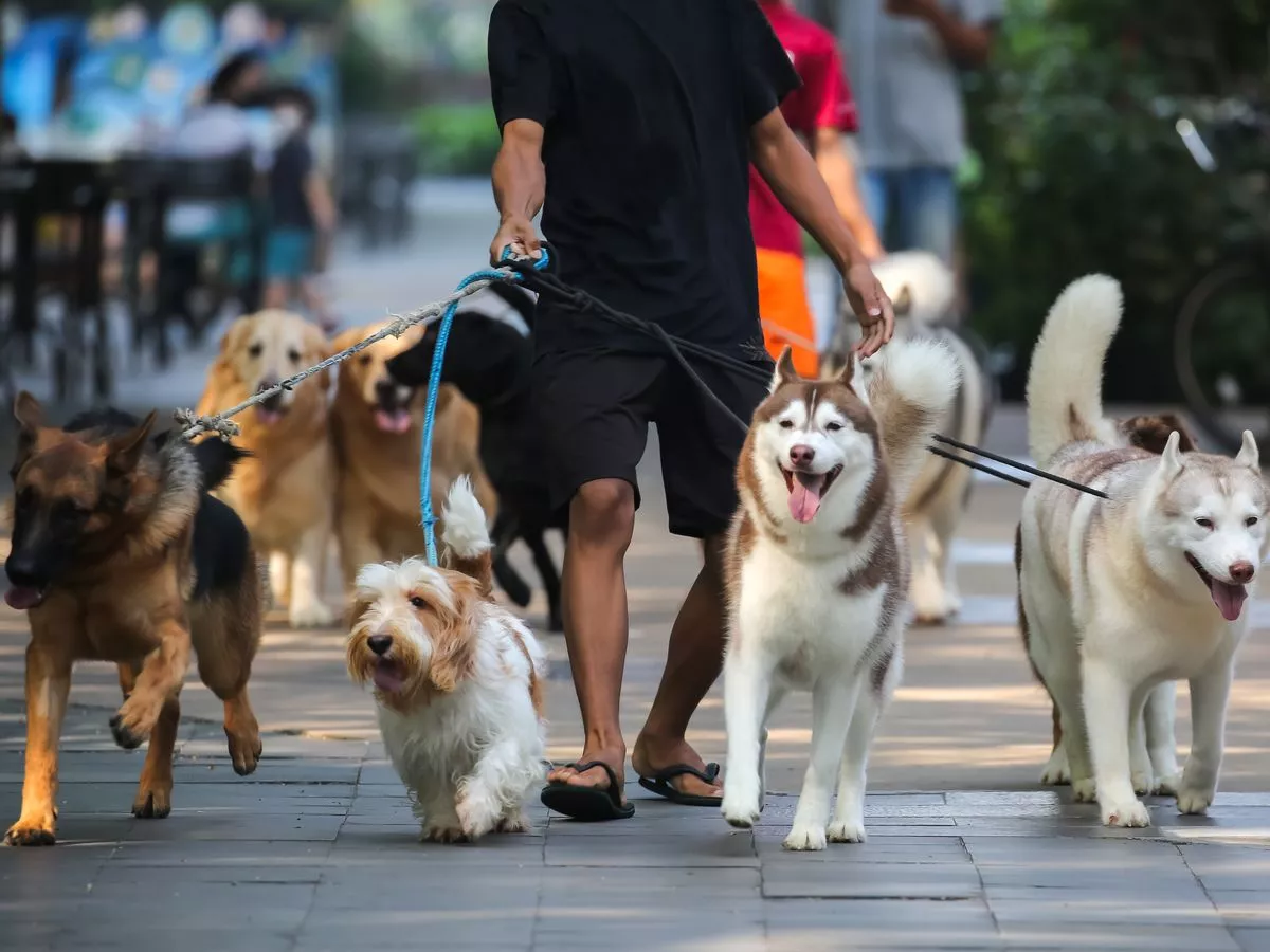 Vet gives verdict on how many minutes a day you should walk your dog