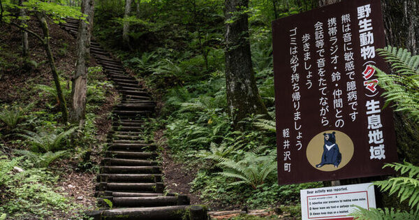 Japan governor asks for military help against 'dire' bear attacks