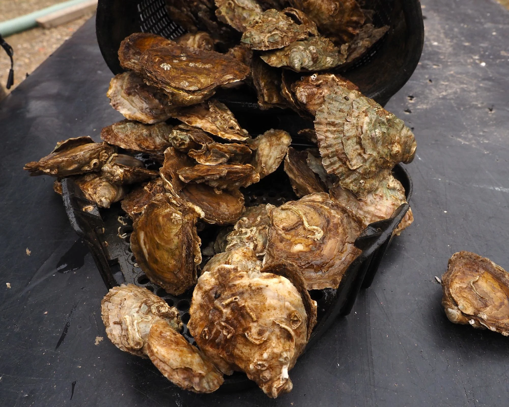 Country diary: Pearls of the ocean that might just return to British shores