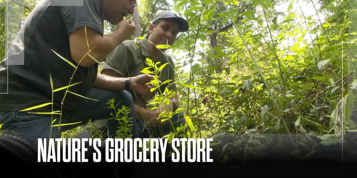 Future of Foraging: Louisiana man educates hikers on finding food in the forest
