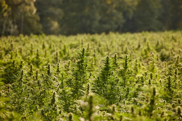 Innovative Industrial Properties stock gains as REIT refocuses on growth in Q3