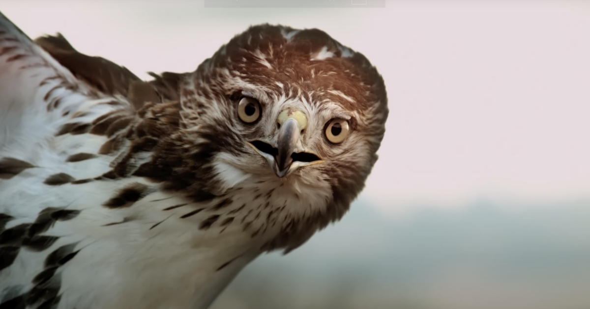 'Shenandoah' doc captures park's most elusive animals, honors late director's work