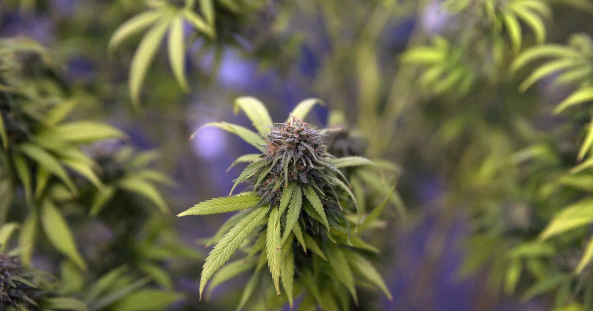 Village of Pinckney implements new criteria for cannabis businesses