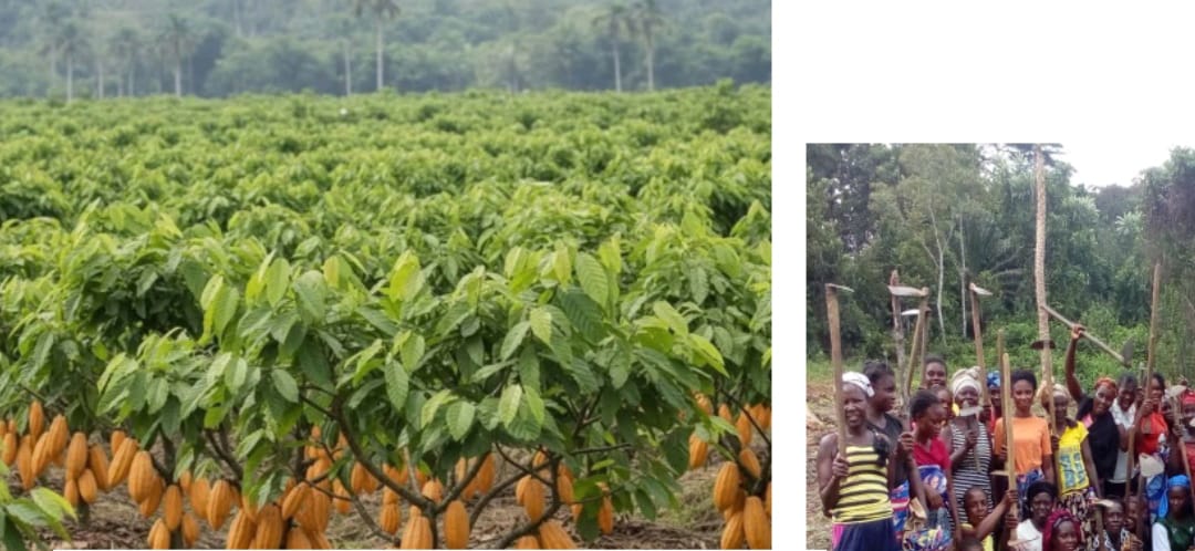 Southeastern Liberia on Edge, Farmers Raise Alarm Over Burkinabe Migration, Customary Land Takeover