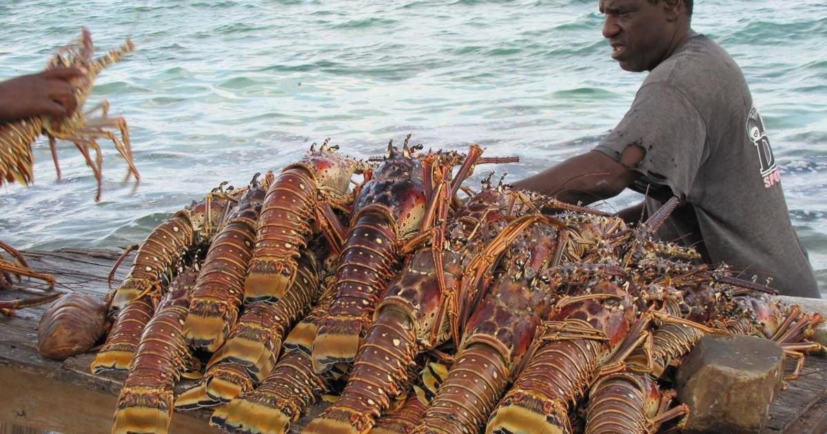 Fisheries association: Crawfish prices may increase due to Melissa