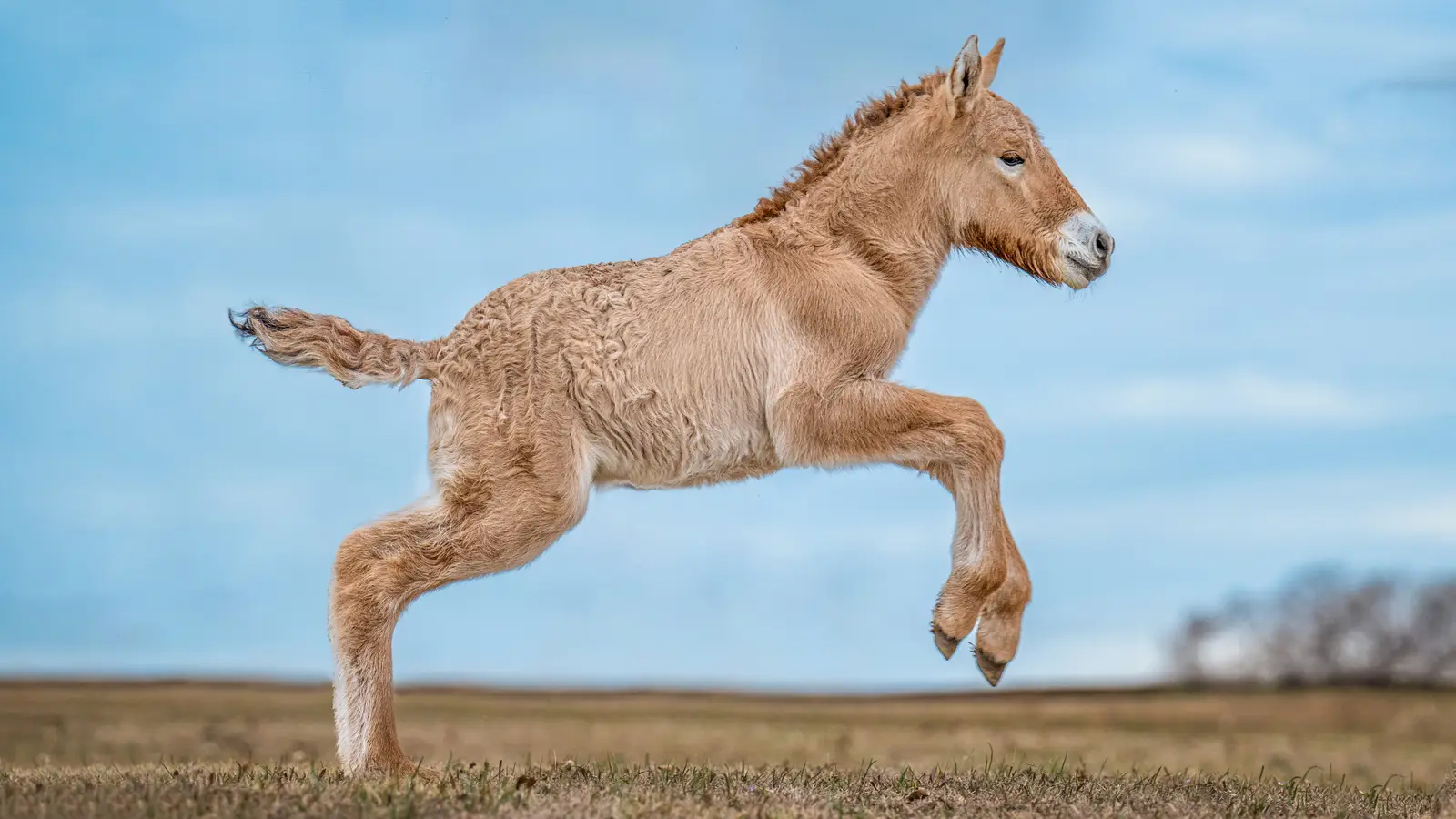 Advancing De-Extinction and Conservation (Exclusive)