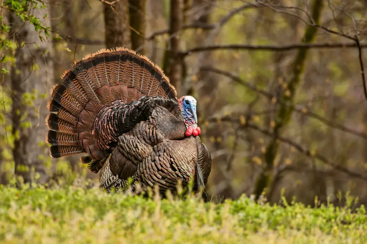 Turkey Warning Issued for Thousands of People Ahead of Thanksgiving