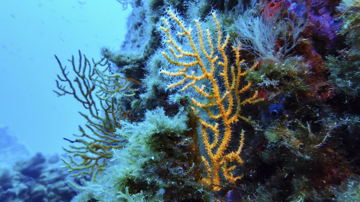 What are the challenges with the High Seas Treaty? | Explained