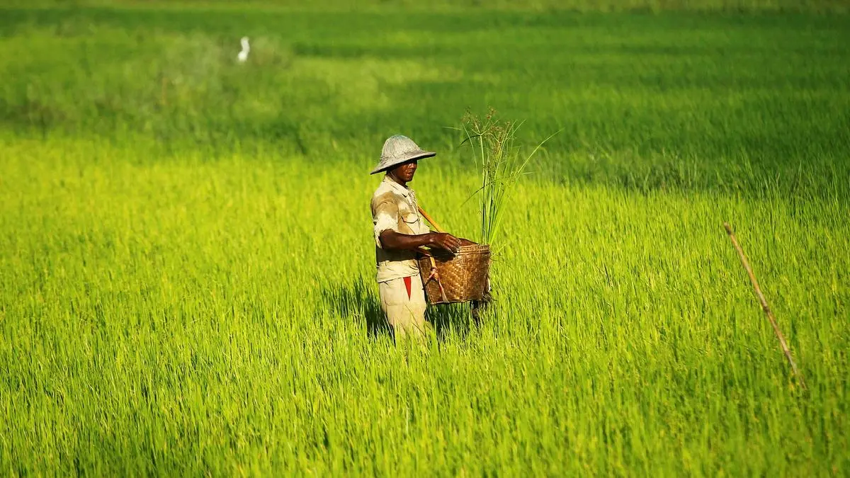 Productive rice farming in Myanmar to help global market, says minister Minn