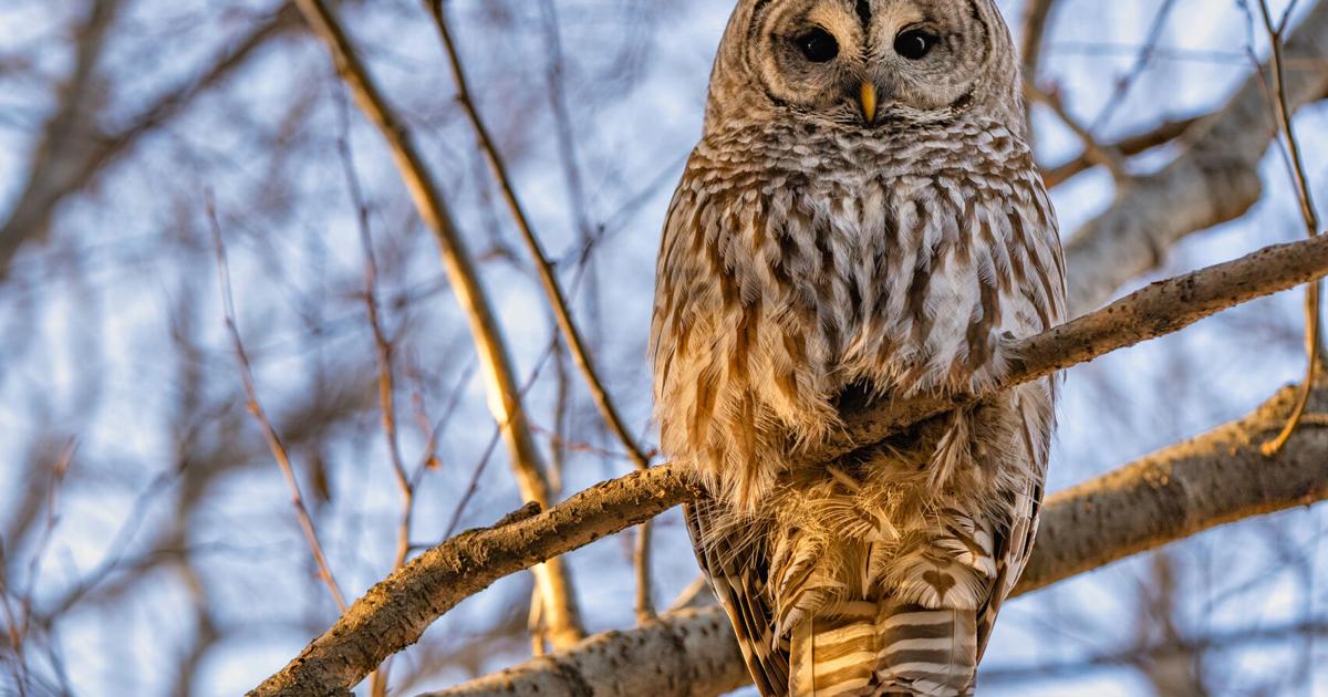 Plan to kill 450,000 owls in Northwest unites loggers and environmentalists