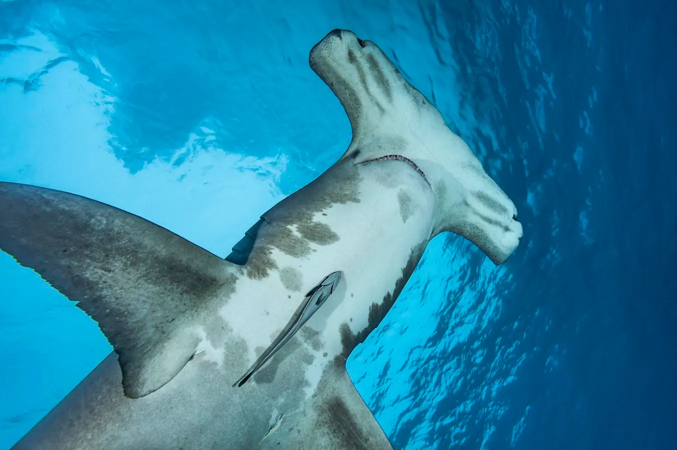 How New Research Is Changing What We Know About The Great Hammerhead